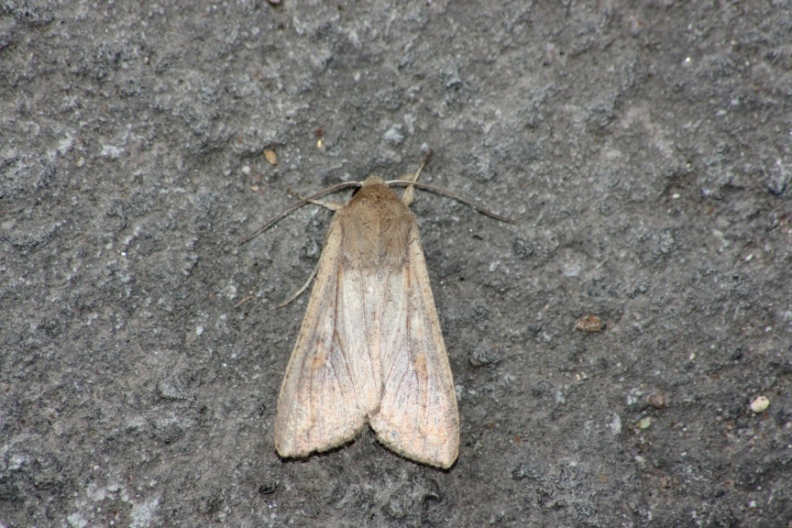 ID noctuidae